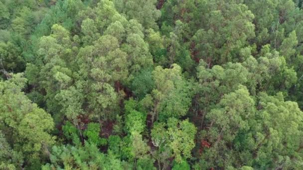 Volar Sobre Paisaje Verde Bosque Pinos Disparando Desde Dron — Vídeo de stock