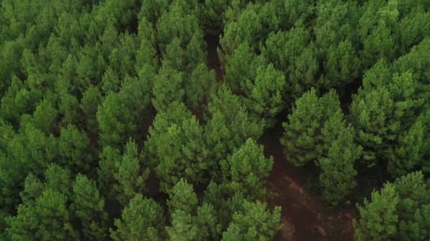 Fliegen Sie Über Eine Grüne Kiefernwald Landschaft Und Schießen Sie — Stockvideo