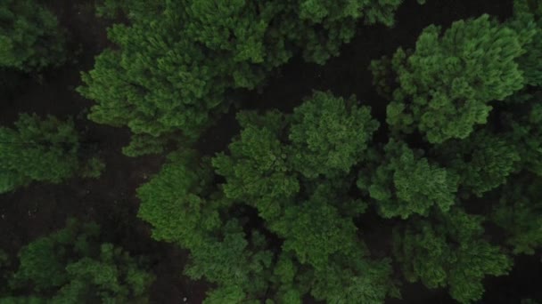 無人機から撮影した緑の松林の風景の上を飛ぶ — ストック動画