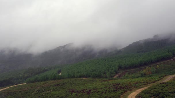 Niebla Sobre Bosque Pinos Las Montañas Paisaje Disparando Desde Dron — Vídeo de stock