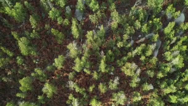 Survoler Forêt Verte Vue Dessus Tir Partir Drone — Video