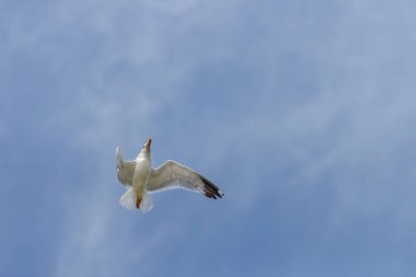 Mavi gökyüzüne doğru uçan martı