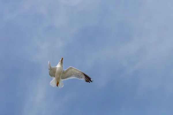 Måsen flyger mot den blå himlen — Stockfoto