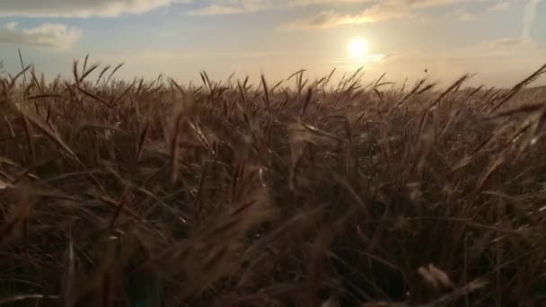 Francuski Buldog Działa Trawie Przed Zachodzącym Słońcem Zbliżenie Slow — Wideo stockowe