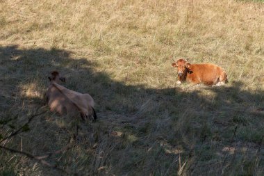 İnekler güneşli bir günde, sarı çimlerin üzerinde dinleniyorlar.