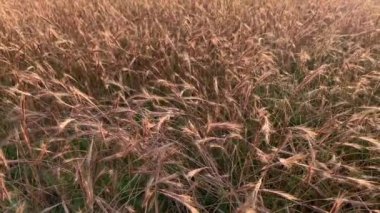 Gün batımında sarı dikenli bitkilerin olduğu bir alan. Yakın çekim 4K yavaş çekim.