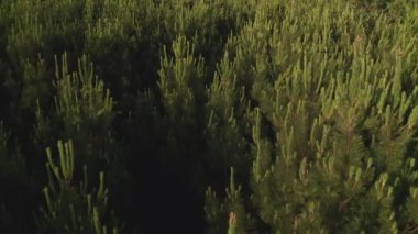 Ağaçların tepesindeki yeşil bir ormanın üzerinden uçarak güzel bir doğal manzara bir İHA tarafından çekiliyor.