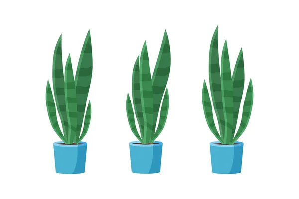 Sansevieria planta en la olla. Planta de interior verde . — Vector de stock