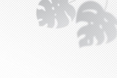 Shadow effects with tropical palm leaves in the corner. 