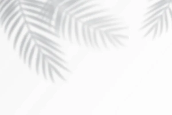 Тінь Впливає Листя Тропічної Долоні Кутку Плоский Фон Тропічною Тіні — стоковий вектор