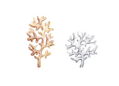 Beyaz zemin üzerinde izole edilmiş suluboya tatlı mercan.