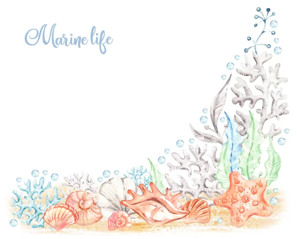 Watercolor sea illustration with colorful seashell background. Handpainted marine life background. Watercolour animals.