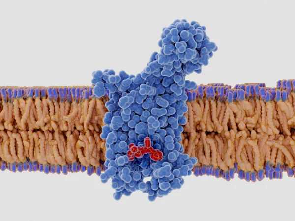 The chemokine receptor 5 (CCR5) with a bound antagonist — Stock Photo, Image