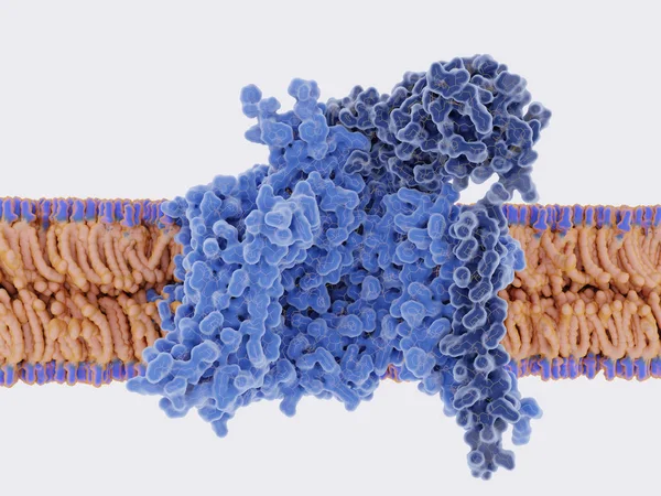 The voltage-gated sodium channel in the open conformation,side view — 스톡 사진