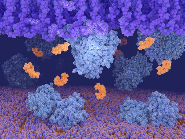 抗生物質バンコマイシンに対する細菌抵抗性 — ストック写真