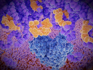 Antibiyotik vankomisin, bakterilerin hücre duvarı sentezini engeller.