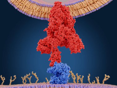 Koronavirüs, insan hücresinde Ace2 'ye bağlı olan proteini yükseltir.