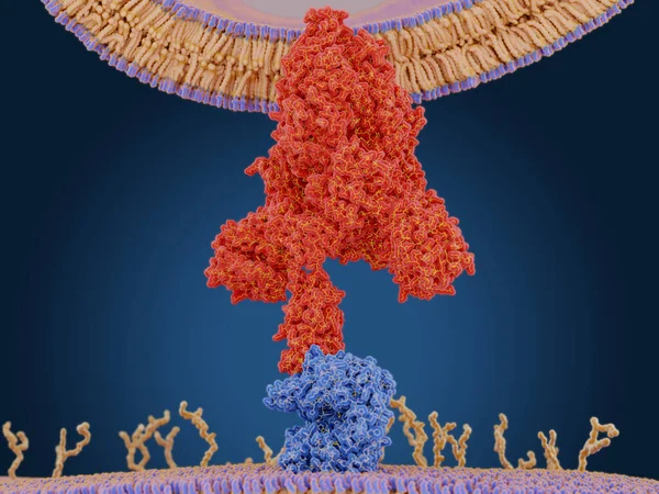 Coronavirus spike protein bundet till Ace2 på en human cell — Stockfoto