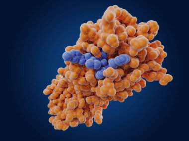 The coronavirus 3CL hydrolase enzyme with an inhibitor bound in the active site