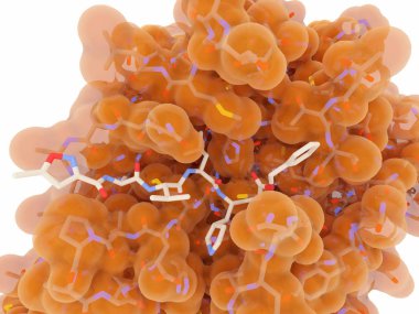 Active site of the coronavirus main protease with an inhibitor bound