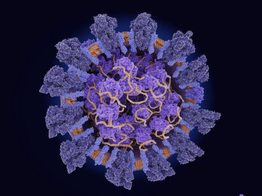 The coronavirus has four structural proteins: S (spike, dark blue),  E (envelope, violet), M (membrane, light blue) attached to the lipid membrane (orange), and the N (nucleocapsid, light violet) protein holding the genome RNA (yellow).