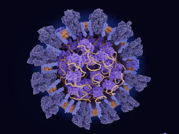 Coronavirus Quattro Proteine Strutturali Punta Blu Scuro Busta Viola Membrana — Foto Stock