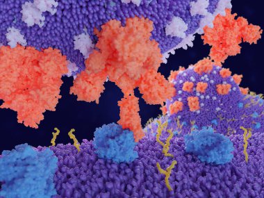 Bir insan hücresindeki koronavirüs sıçrama proteininin (kırmızı) ACE2 reseptörüne (mavi) bağlanması arka planda gösterildiği gibi virüsün hücrenin içine nüfuz etmesine yol açar.. 