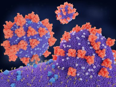 Koronavirüsler insan hücresine nüfuz ediyor. Coronavirus Spike proteininin (kırmızı) ACE2 reseptörüne (mavi) bağlanması, virüsün hücrenin içine nüfuz etmesine yol açar. 3D görüntüleme. PDB 6VSB, 6ACJ