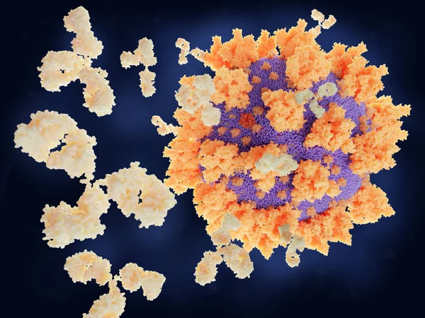 Immune Response Coronavirus Infection Antibodies Binding Protein — Stock Photo, Image