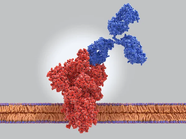 Die Bindung Von Antikörpern Das Stachelprotein Des Sars Cov Virus — Stockfoto