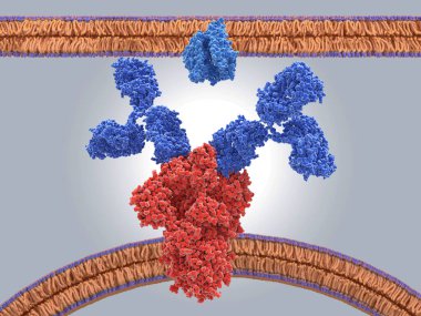 Koronavirüsün dikenli proteinine (kırmızı) bağlanan antikorlar, insan hücresindeki ACE2 'ye (açık mavi) bağlanmasını engeller..