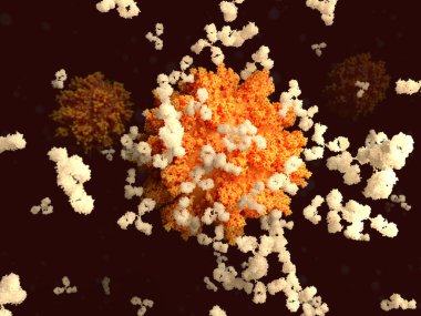Koronavirüse bağlanan antikorlar. SARS-CoV-2 virüsünün antikorların başağa (S) -proteinine bağlanması, koronavirüse karşı bağışıklık geliştirmek için önemli bir adımdır..