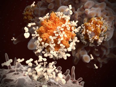 SARS-CoV-2 'ye bağışıklık tepkisi: B-lenfosit koronavirüslere bağlanan ve işaretlenen antikorları serbest bırakır. Dolayısıyla, virüsler hedef hücrelerine nüfuz edemezler ve bir makrofaj tarafından yutulup yok edilirler (arkadaki hücre).).