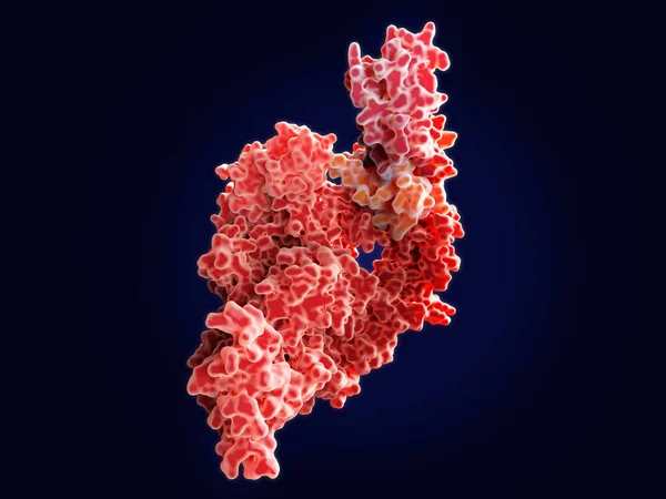 The SARS-CoV-2 RNA dependent RNA polymerase is a promising target for the treatment of COVID-19. RdRp is an enzyme that catalyzes the replication of RNA from an RNA template. PDB entry 7BTF