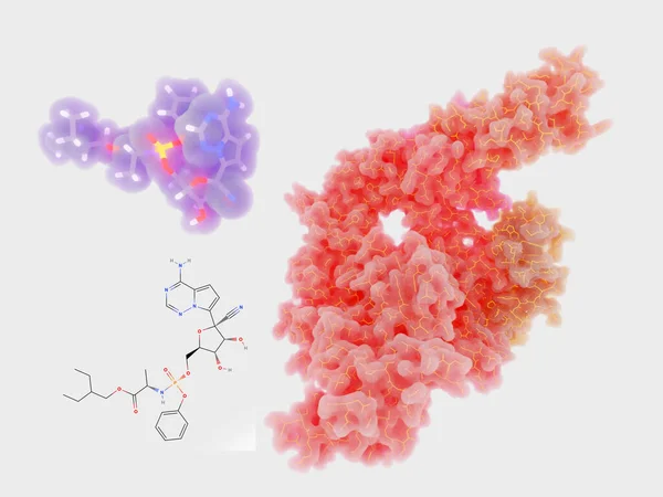ヌクレオチドアナログレデシルビルはSars Cov Rna依存性Rnaポリメラーゼを遮断し Covid 19の治療薬として有望視されている RdrpはRnaテンプレートからRnaの複製を触媒する酵素である Pdbエントリー 7Btf — ストック写真