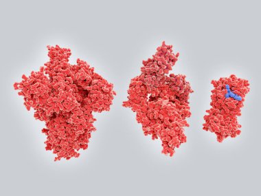Potansiyel uyuşturucu hedef proteinleri Coronavirus SARS-CoV-2: soldan, spike protein, RNA polimeraz, ana proteaz. PDB girdileri: 6vsb, 7btf, 6lu7.