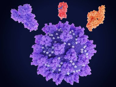 Koronavirüs SARS-CoV-2 'nin potansiyel uyuşturucu hedef proteinleri: üst soldan sağa: spike protein, RNA polimeraz, inhibitöre bağlı ana proteaz. PDB girdileri: 6vsb, 7btf, 6lu7.