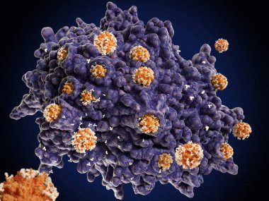 Coronavirüs enfeksiyonuna bağışıklık tepkisi: bei işaretli koronavirüsler makrofaj bağışıklık hücresi tarafından yutulur ve yok edilir.
