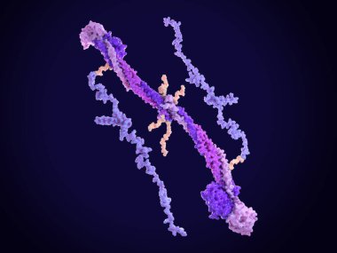 Fibrinogen molecule. Fibrinogen turns to fibrin by the catalysis of thrombin, that cleaves the short flexible arms in the middle of the molecule. Hence fibrin polymerizes building blood clots. PDB entries: 1m1j, 2baf. clipart