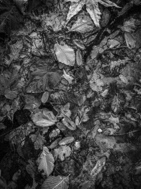 Sudaki bulanık yansımalar. Güzel sonbahar manzarası. Bri