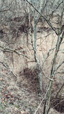 Uğursuz bir karanlık ormanda kurumuş ağaçlar. Peri masalı gri ormanı 