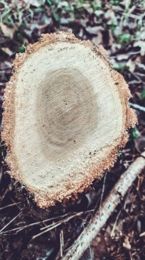 Kesilmiş ağaçların olduğu ormansız bir bölgede. Ağaçları keserek