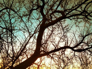 Gün batımında gökyüzüne karşı çıplak dalların silueti.