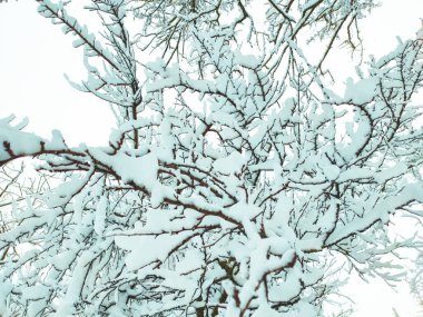 Ağaç dalları üzerinde kar. Ağaç görünümünü kış karla kaplı. Kar altında dalları şiddeti.