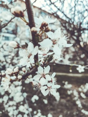 Ağaç yumuşak bir odak ile çiçek açıyor. Ağaç dalında bahar beyaz çiçekleri. Tasarım şablonu.