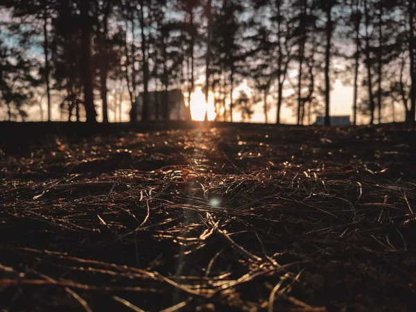 Sunset. Forest glade. Green grass in the forest at sunset. Bright light through the branches of trees.