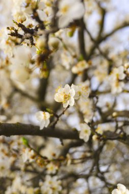 Ağaç yumuşak bir odak ile çiçek açıyor. Ağaç dalında bahar beyaz çiçekleri. Tasarım şablonu.