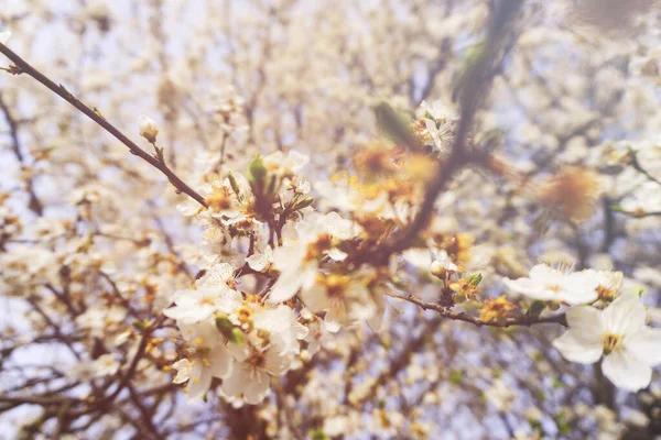 Árbol Está Floreciendo Con Enfoque Suave Flores Blancas Primaverales Una — Foto de Stock