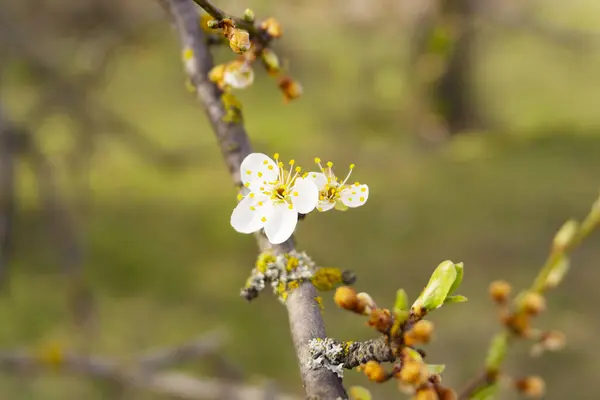 Árvore Está Florescendo Com Foco Suave Flores Brancas Primavera Ramo — Fotografia de Stock