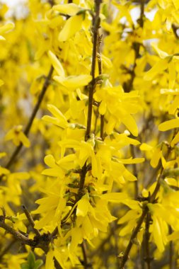 Forsythia çiçek açıyor. Çalı bulanık arka planda sarı çiçeklerin içinde. Doğal altın çalılar. Bahar bahçesi.